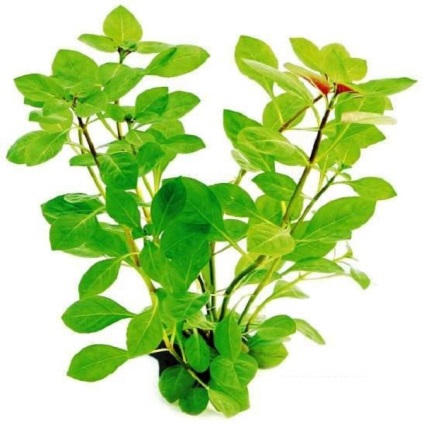 Ludwigia - specii, descriere, conținut, reproducere