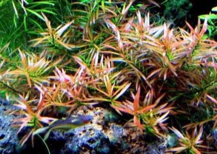 Ludwigia - specii, descriere, conținut, reproducere