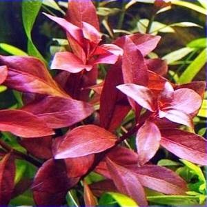 Ludwigia - specii, descriere, conținut, reproducere