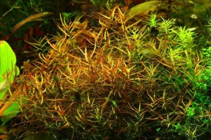 Ludwigia - specii, descriere, conținut, reproducere