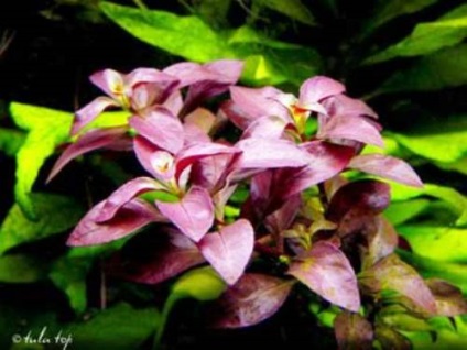 Ludwigia - specii, descriere, conținut, reproducere