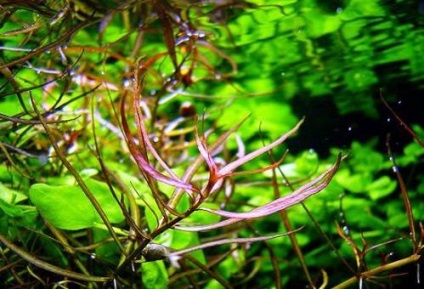 Ludwigia - specii, descriere, conținut, reproducere