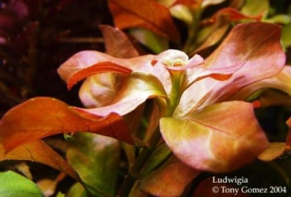 Ludwigia - specii, descriere, conținut, reproducere