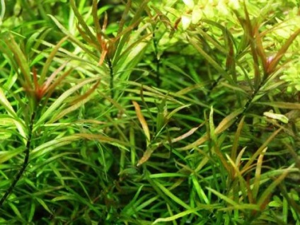 Ludwigia - specii, descriere, conținut, reproducere