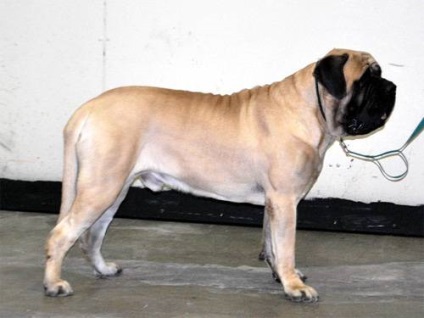 Mastiff unele aspecte ale fotografiei mastiff engleza de formare, pozitive și negative