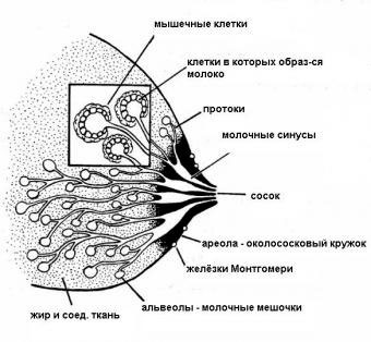 Mastitis clasificarea și prevenirea catarrhal, infecțioase, abces, plasmacytic și