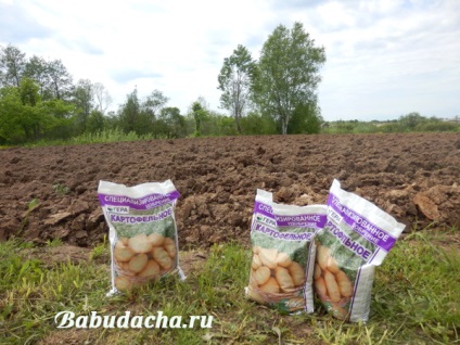 Îngrășăminte minerale pentru cartofi la plantarea experienței noastre, dând
