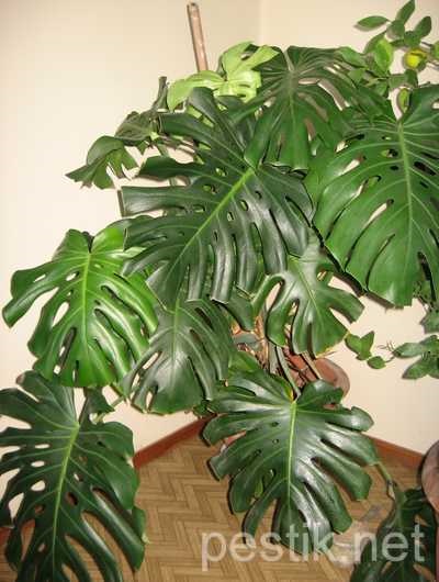 Monstera (Monstera)