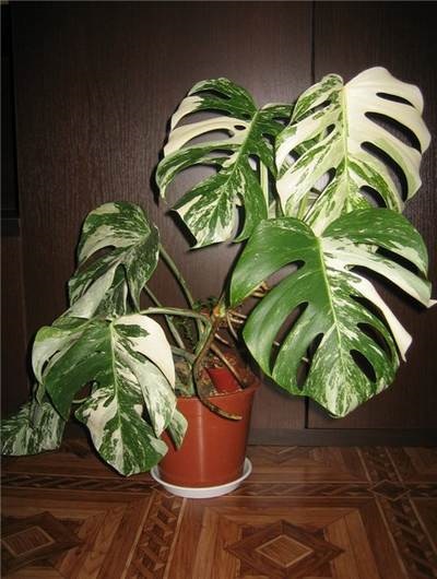 Monstera (Monstera)