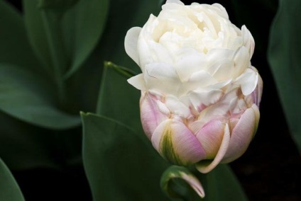 Ice Cream „- a tulipán, desszertet, vagy valami, és így tovább