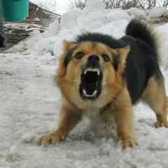 Moscova, știri, la Moscova, un câine de câine de luptă a mușcat două femei