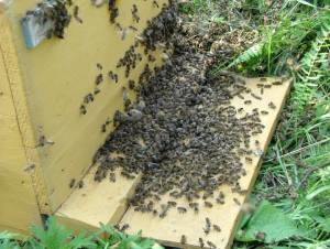 Experiența mea în apicultură
