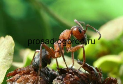 A hangyák egy üvegházban, paradicsommal, hogyan lehet megszabadulni és örökre kihozni, videó és fotók