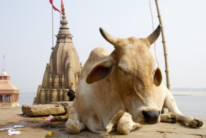 Musulmanii din India sunt persecutați pentru reproducerea vaci