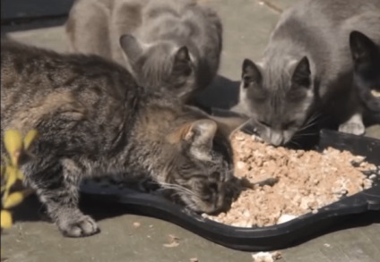 Az ember teremtett egy tenyésztőt a hajléktalan macskáknak halott fia emlékére