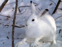 Remedii populare pentru controlul dăunătorilor în grădină, grădinar (gospodărie)