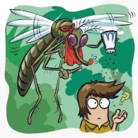 Insecte de intrigă de ce țânțarii nu mor în ploaie - almanah paranormal