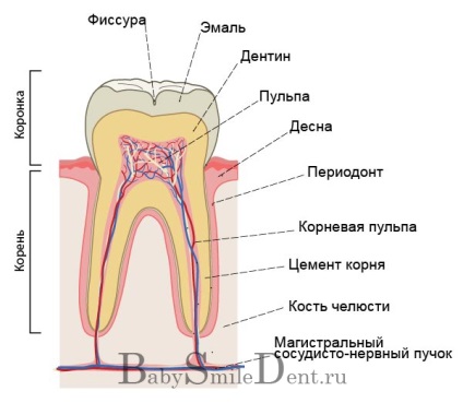 Dinții noștri)