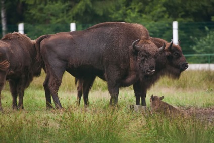 Nemzeti Park „Bialowieza erdő” - a növény- és állatvilág Bialowieza erdő