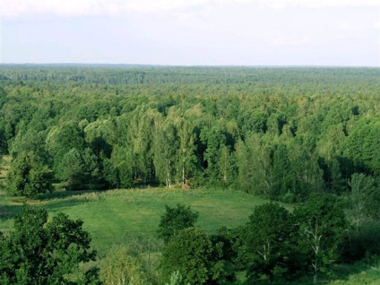 Nemzeti Park „Bialowieza erdő” - a növény- és állatvilág Bialowieza erdő