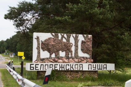 Nemzeti Park „Bialowieza erdő” - a növény- és állatvilág Bialowieza erdő