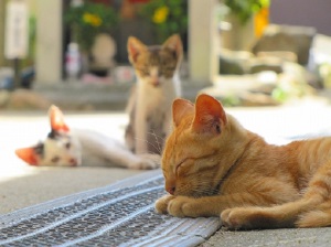 Necojima insula pisica mister - katoteka - cel mai interesant despre lumea pisicilor