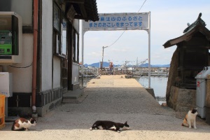 Necojima insula pisica mister - katoteka - cel mai interesant despre lumea pisicilor