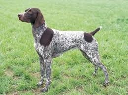 Germană Shorthair Pointer