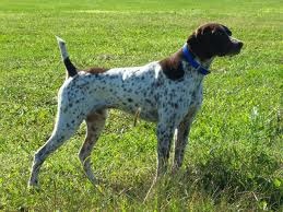 Germană Shorthair Pointer