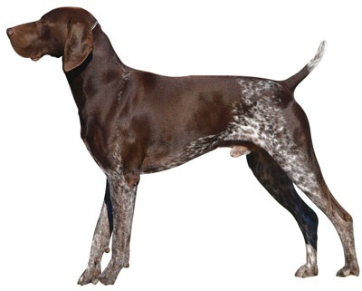 Germană Shorthair Pointer (kurtshaar) - descriere rasă, fotografie, video, articol