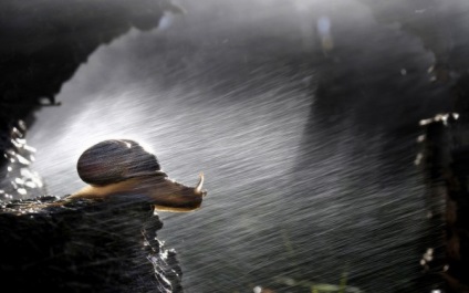 Câteva sfaturi despre cum să fotografiezi în mod corespunzător în ploaie sau nunta meteo nefavorabilă nu este o piedică! Fotokto