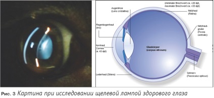 Despre cercetarea oftalmologică