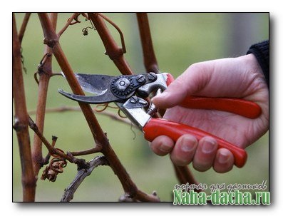 Tunderea pomilor fructiferi în instrucțiunile de primăvară, scheme