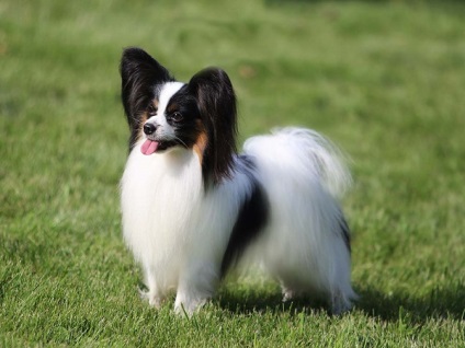 Privire de ansamblu a rasei de caini papillon standard, ingrijire, animale de companie fotografie si comentarii proprietar