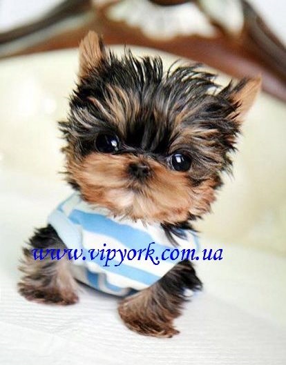 Ruházat és kiegészítők a Yorkshire terrier, chihuahua és pomerániai (fotó)