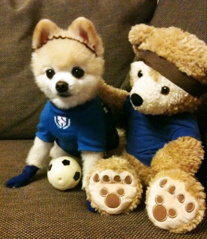 Îmbrăcăminte și accesorii pentru Yorkshire Terrier, Chihuahua și Spitz Pomeranian (foto)