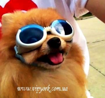 Îmbrăcăminte și accesorii pentru Yorkshire Terrier, Chihuahua și Spitz Pomeranian (foto)