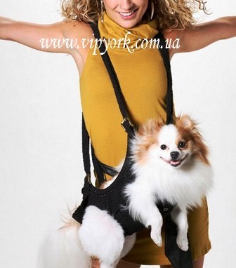 Îmbrăcăminte și accesorii pentru Yorkshire Terrier, Chihuahua și Spitz Pomeranian (foto)