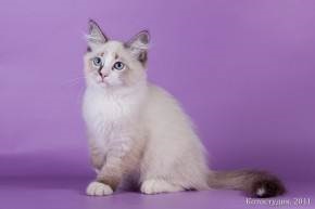 Culoarea pisicilor și genetica culorilor pisicilor pentru manechine - viața mea