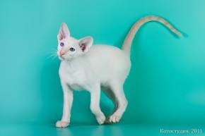 Culoarea pisicilor și genetica culorilor pisicilor pentru manechine - viața mea