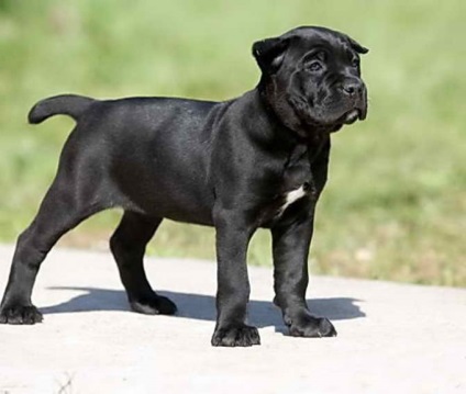 Descrierea rasei de Cane Corso, mastiff italian pentru protecție, fotografie a câinelui