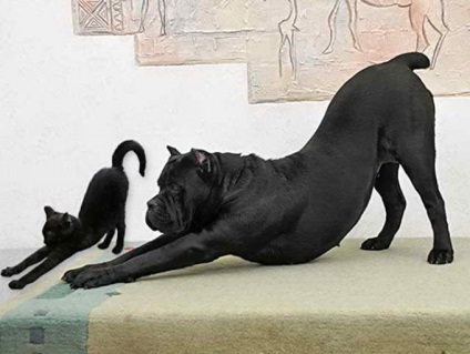 Descrierea rasei de Cane Corso, mastiff italian pentru protecție, fotografie a câinelui