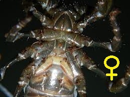 Definiția sex scorpion