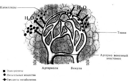 Caracteristicile circulației sanguine în capilare, vene și unele organe - stadopedia