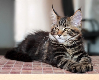 Maine Coon Species Caracteristici