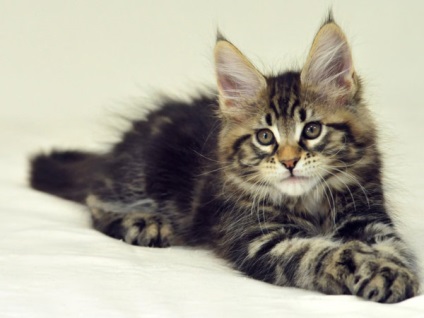 Maine Coon Species Caracteristici