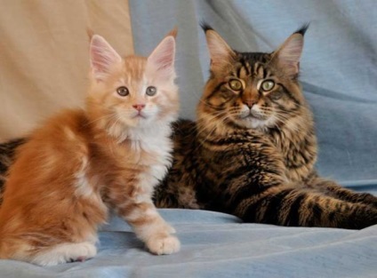 Maine Coon Species Caracteristici