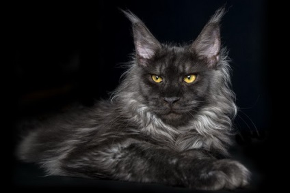 Maine Coon Species Caracteristici