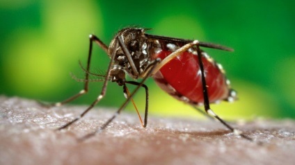 Utazás nélkül szúnyogok - a valóság