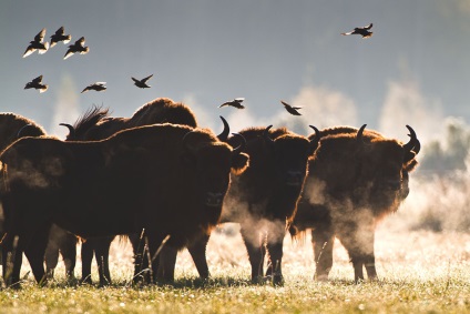 Restul în natura parcurilor naționale și a rezervelor din Belarus